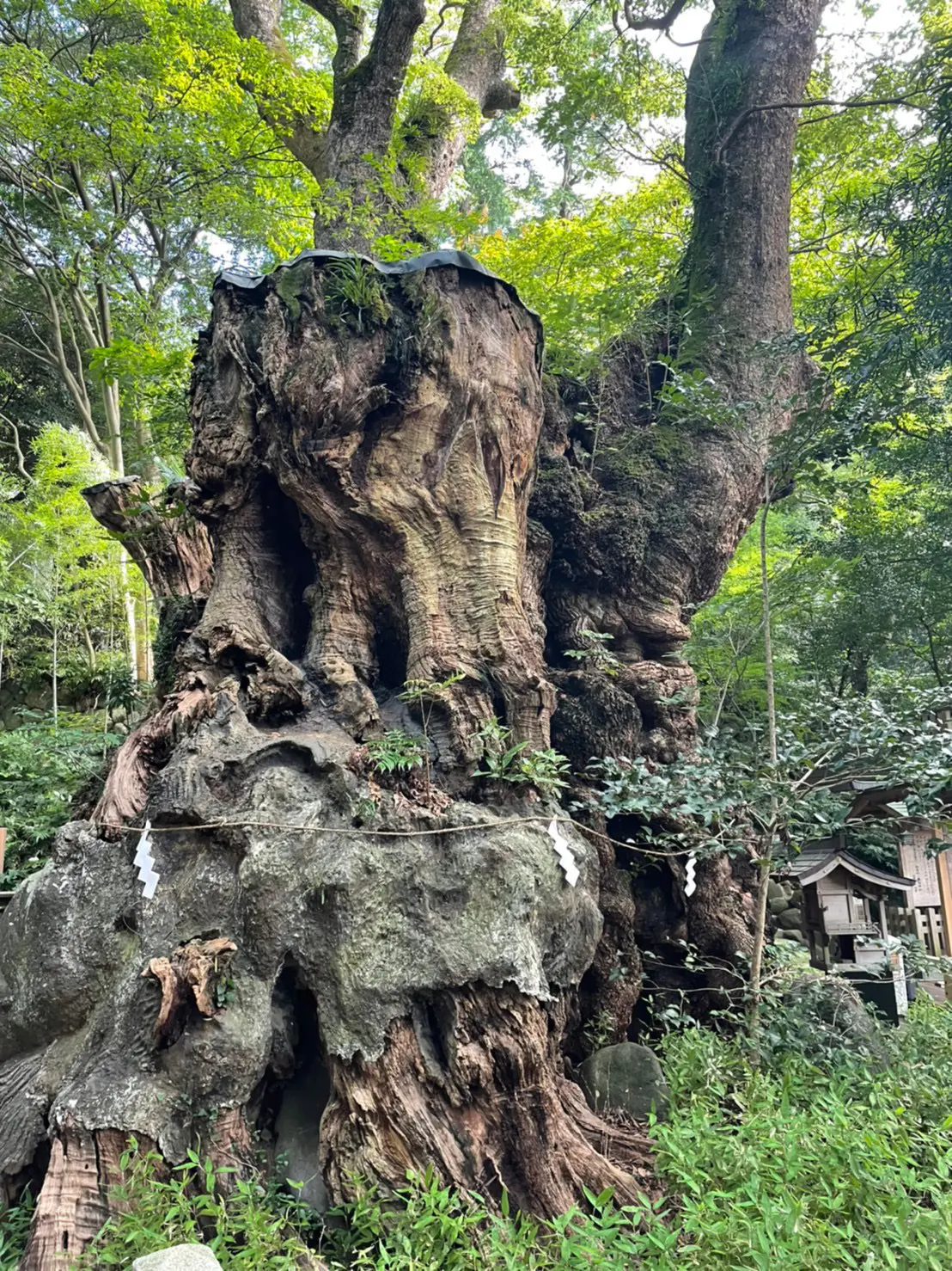 〜国内屈指のパワースポット〜『来宮神社』の画像_1