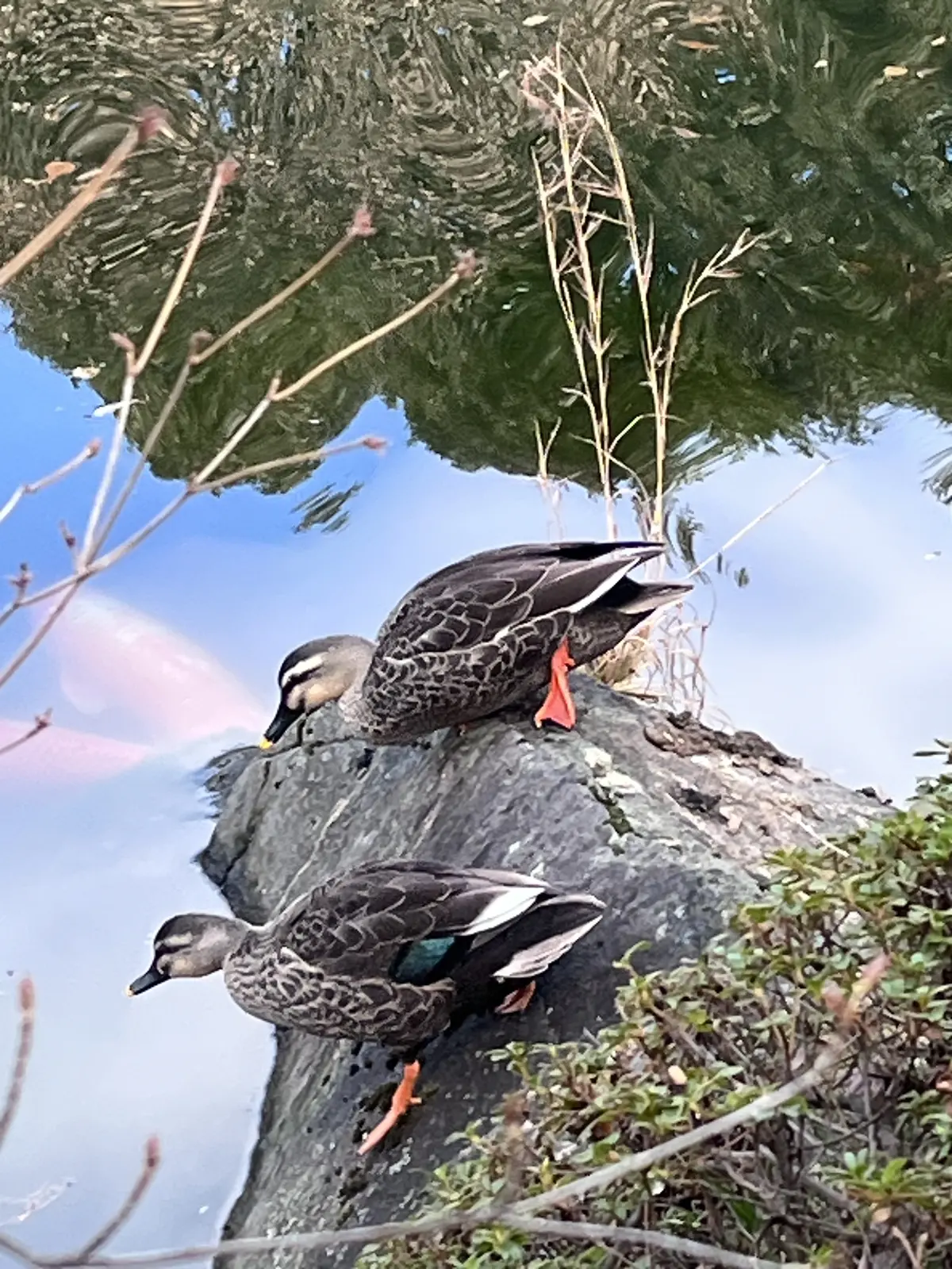 らくらくスニーカーで目白界隈1人散歩の画像_12