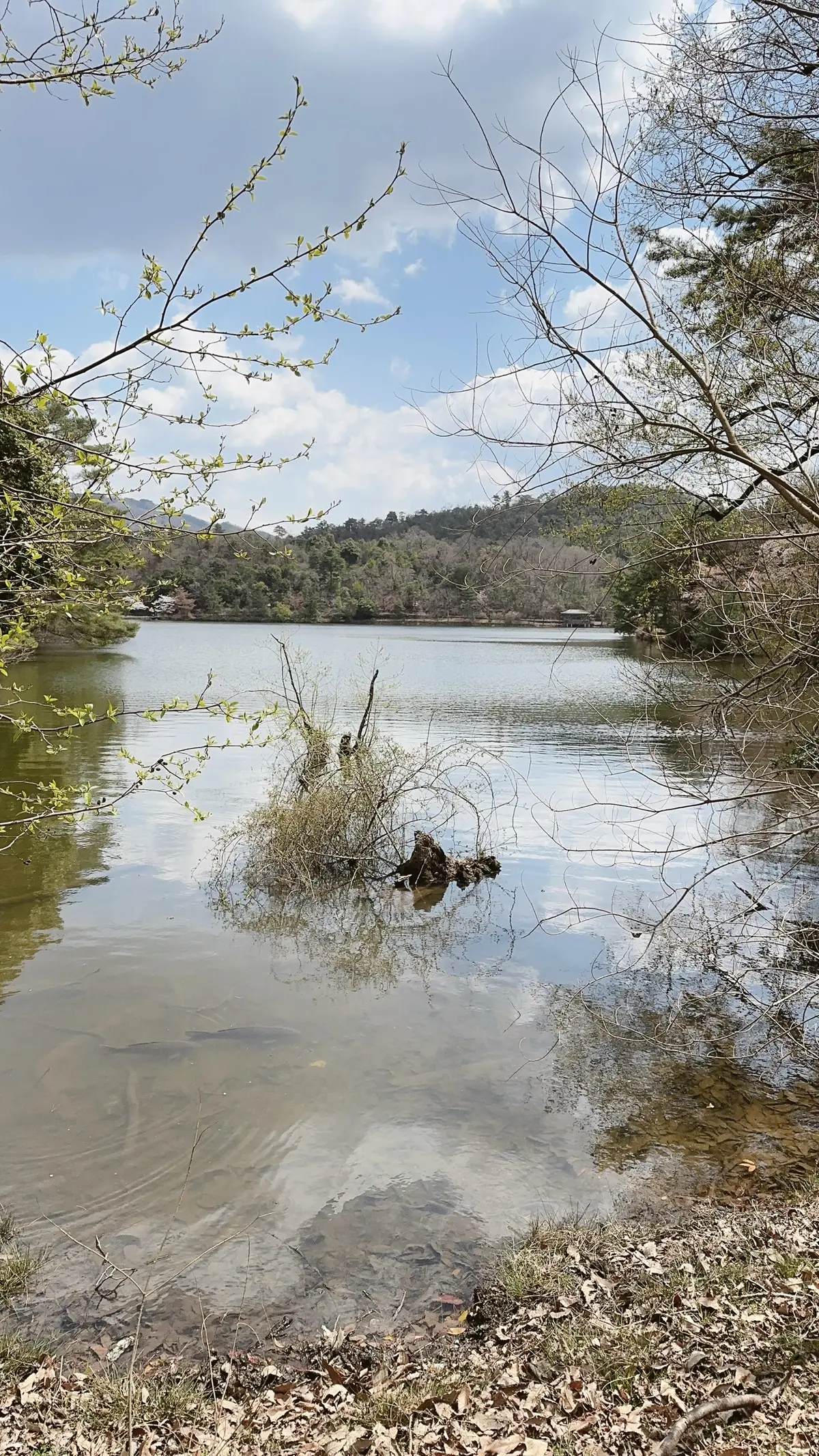 京都宝ヶ池