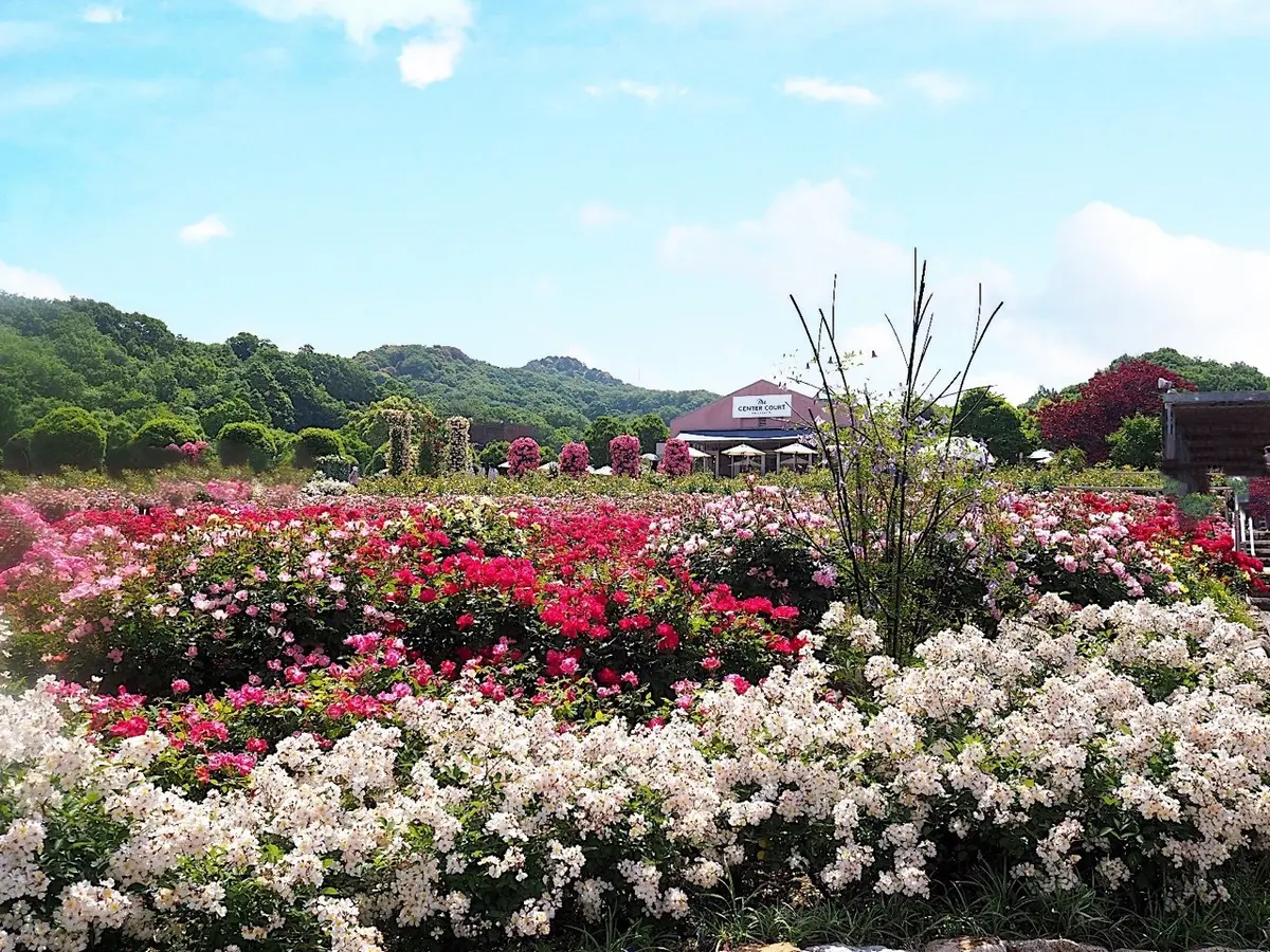 ぎふワールド・ローズガーデン「ウェルカムガーデン」