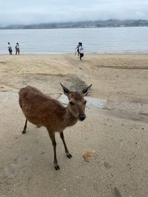 広島　広島旅行　宮島　厳島神社　鹿　　国内旅行