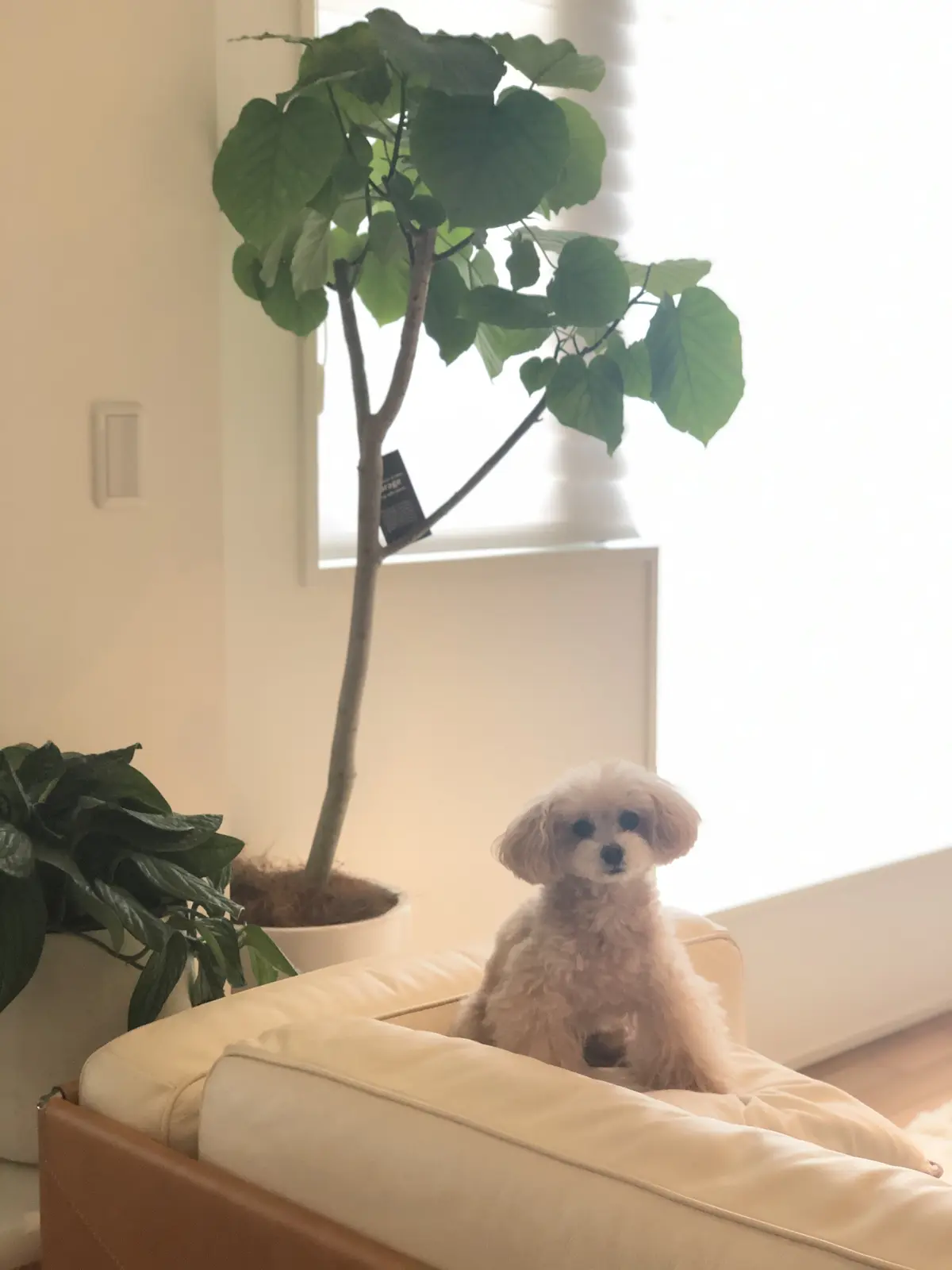 今夏スタメンのお出かけワンピの画像_5