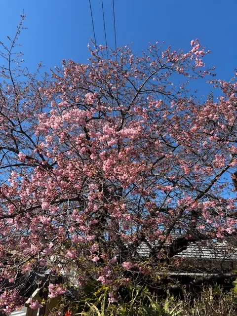 伊豆へ河津桜を見に行ってきました♪の画像_4