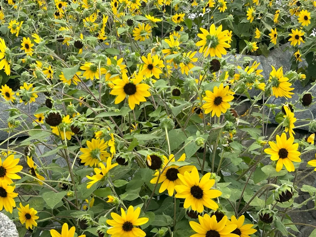 植え込みいっぱいのひまわり