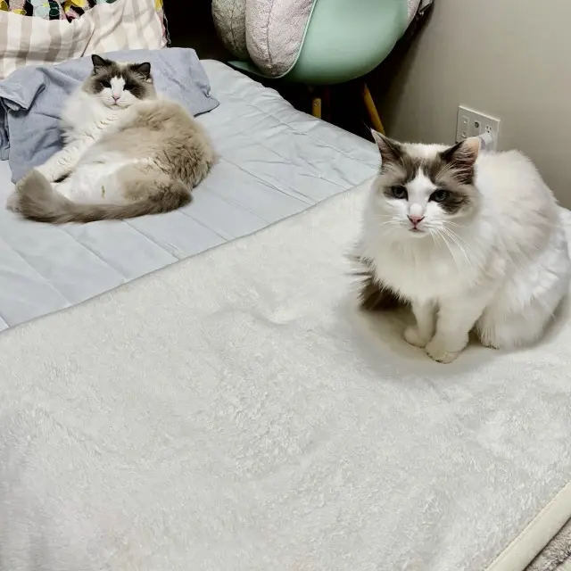 猫　上の子と下の子