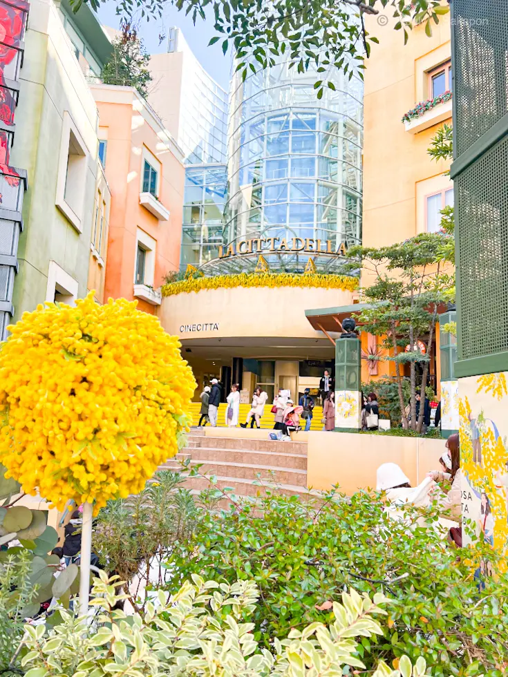 花爛漫🌼mimosa fes(ミモザフェの画像_1