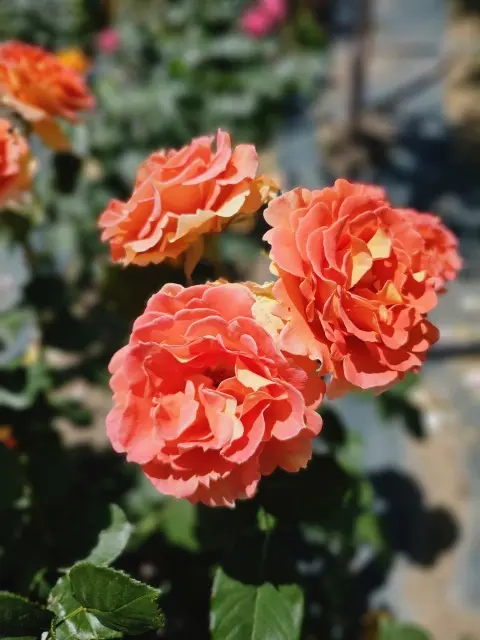 サンポート高松のバラ園の画像_7