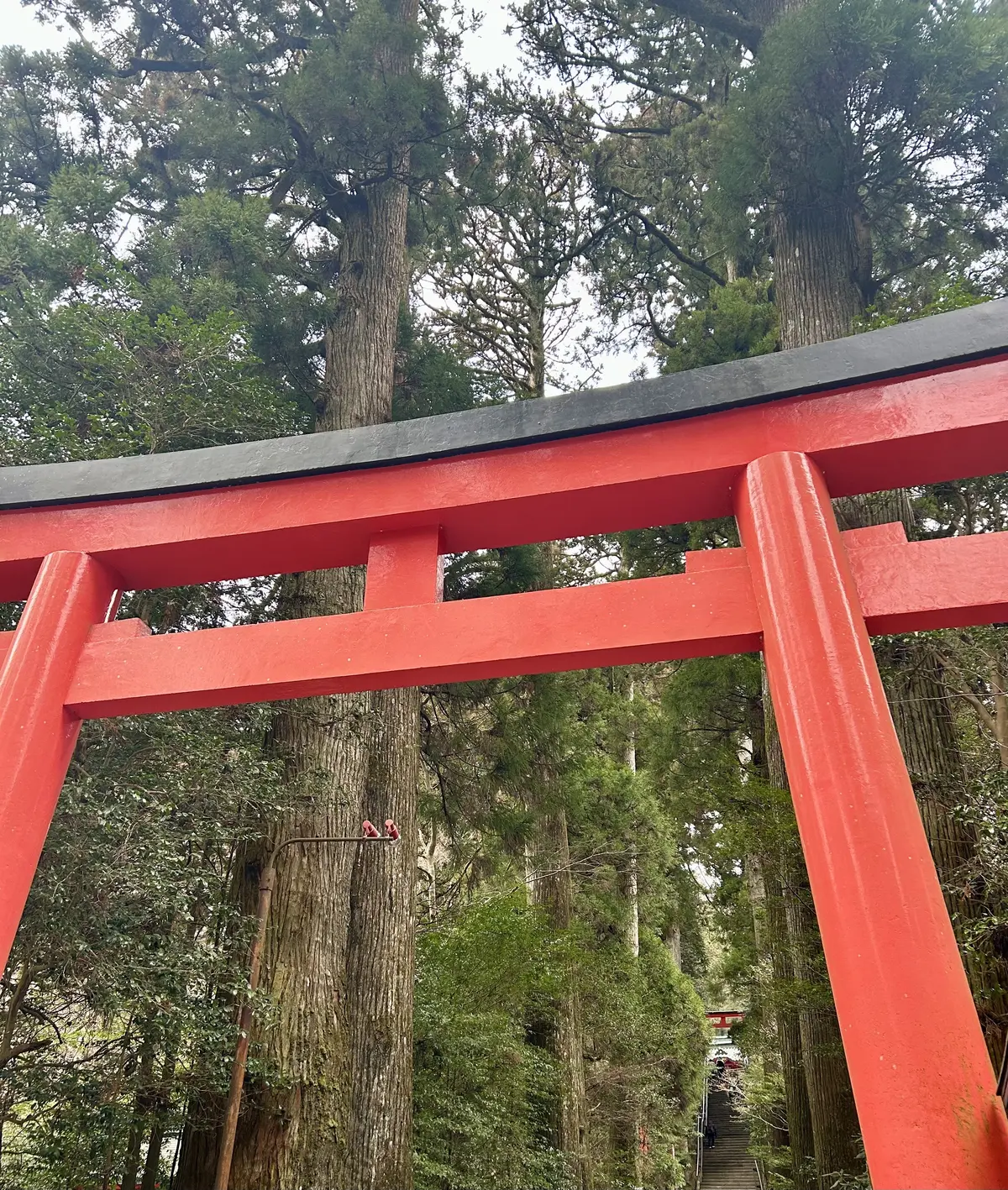 箱根神社へ新年のご挨拶⛩️の画像_1