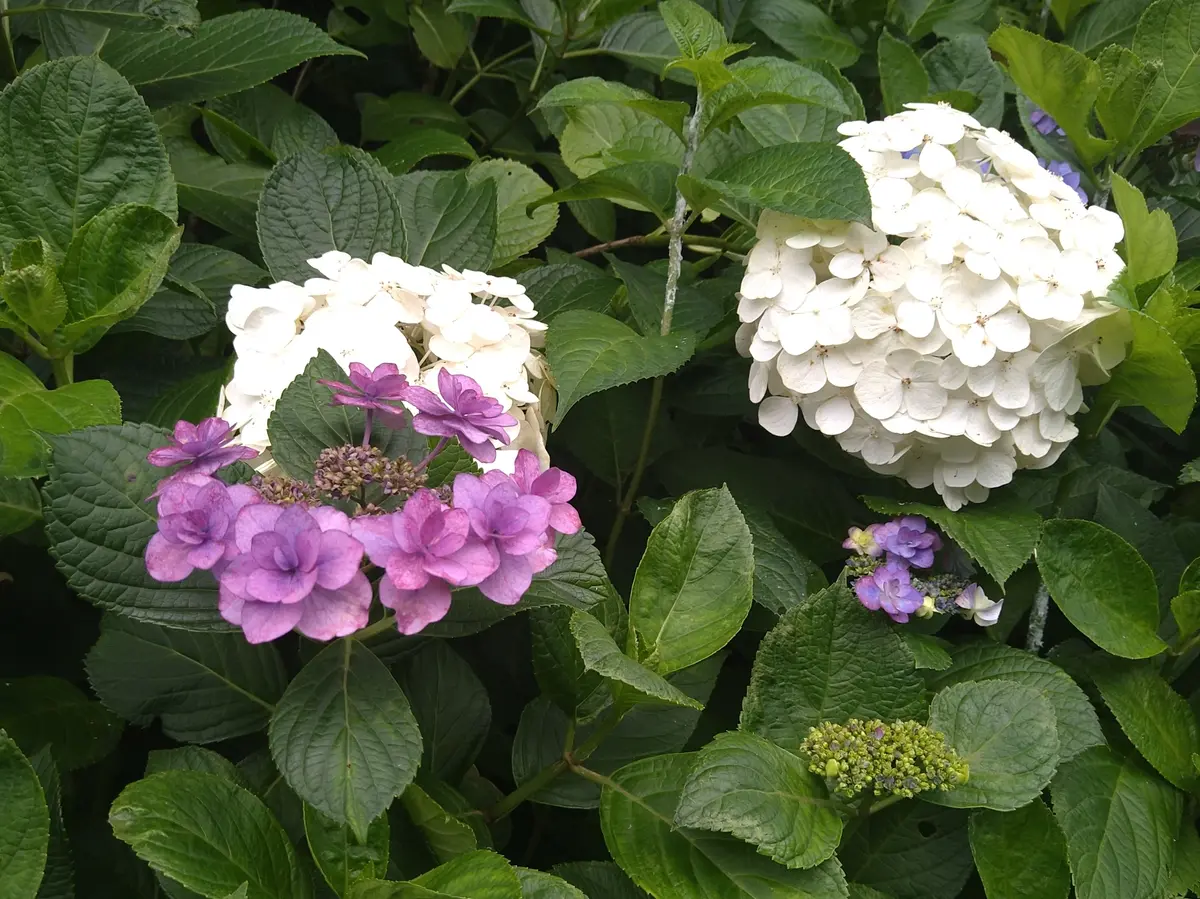 〈鎌倉〉紫陽花とランチとクリームソーダとの画像_21