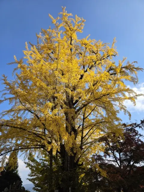 秋の紅葉とランチの画像_7