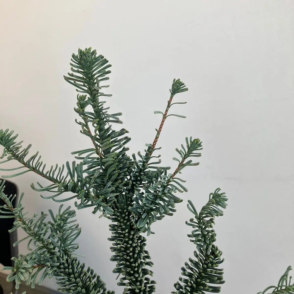 【50代の習い事】冬の森の香りに包まれての画像_5