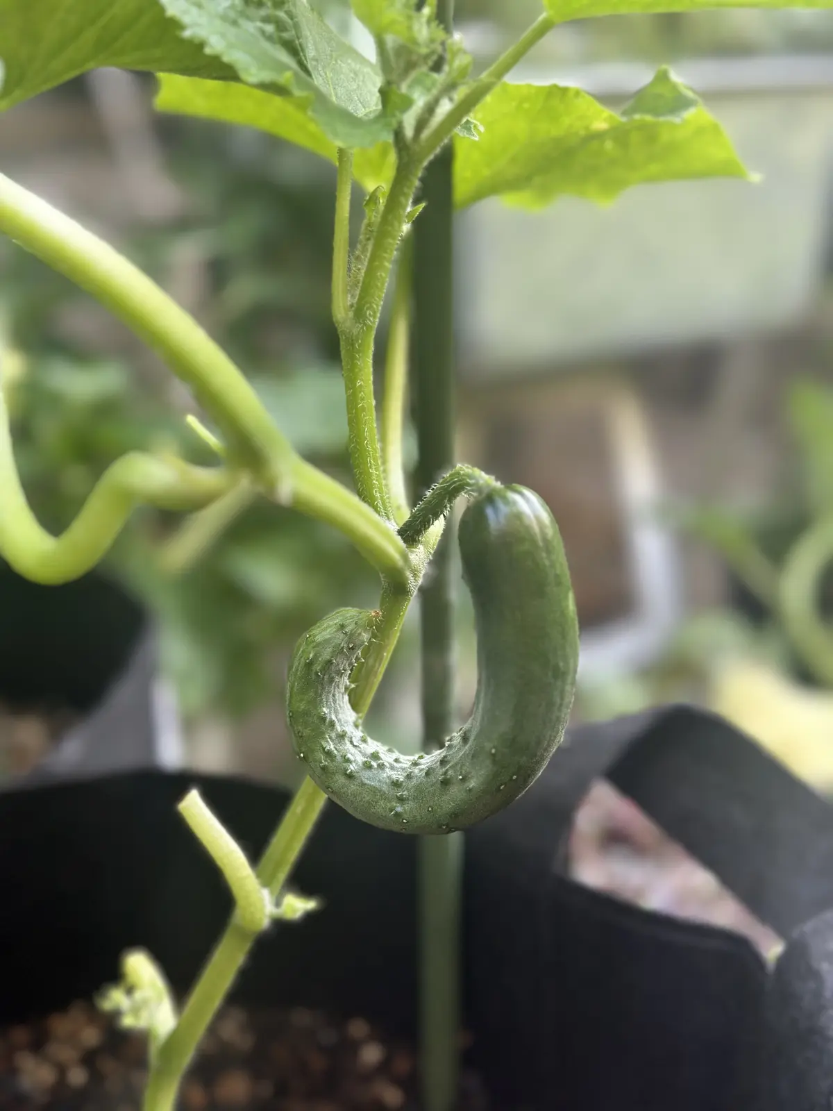 我が家のルーツポーチガーデンの画像_3