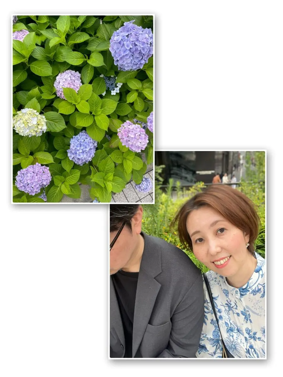 東銀座に咲く紫陽花