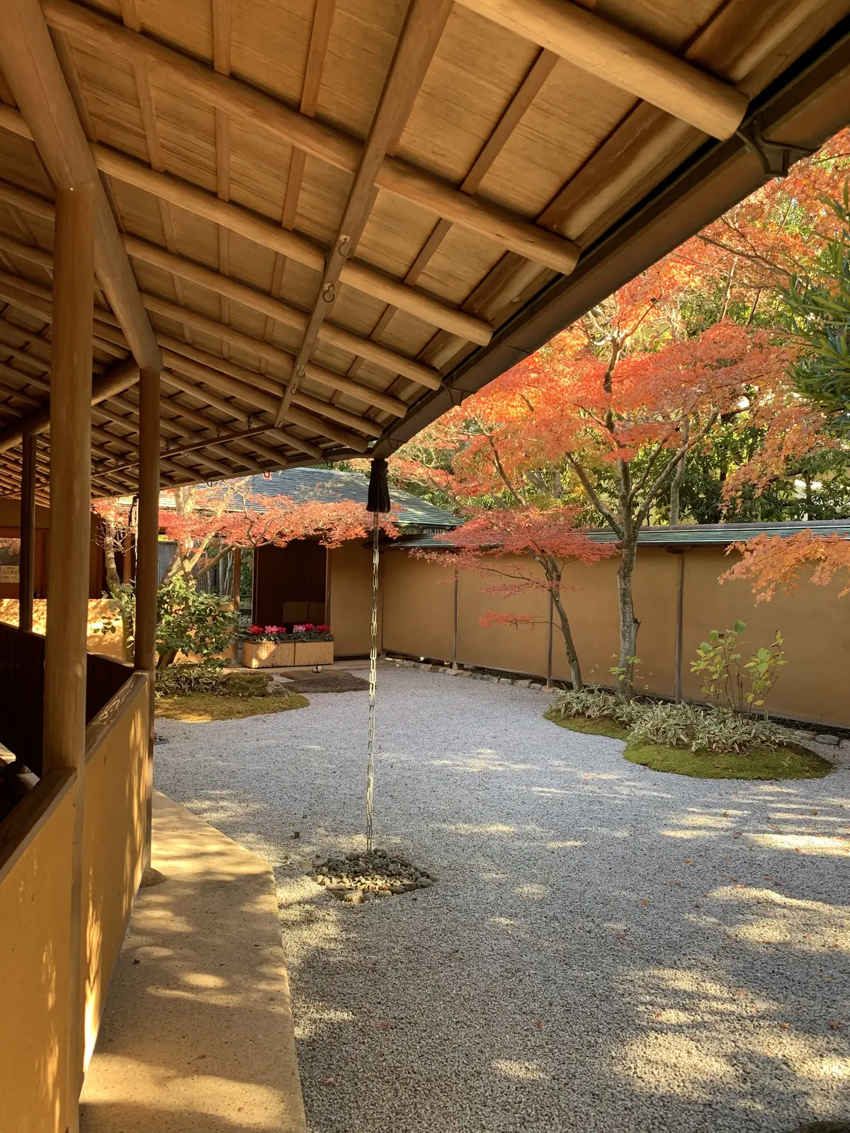 鎌倉　紅葉　見頃