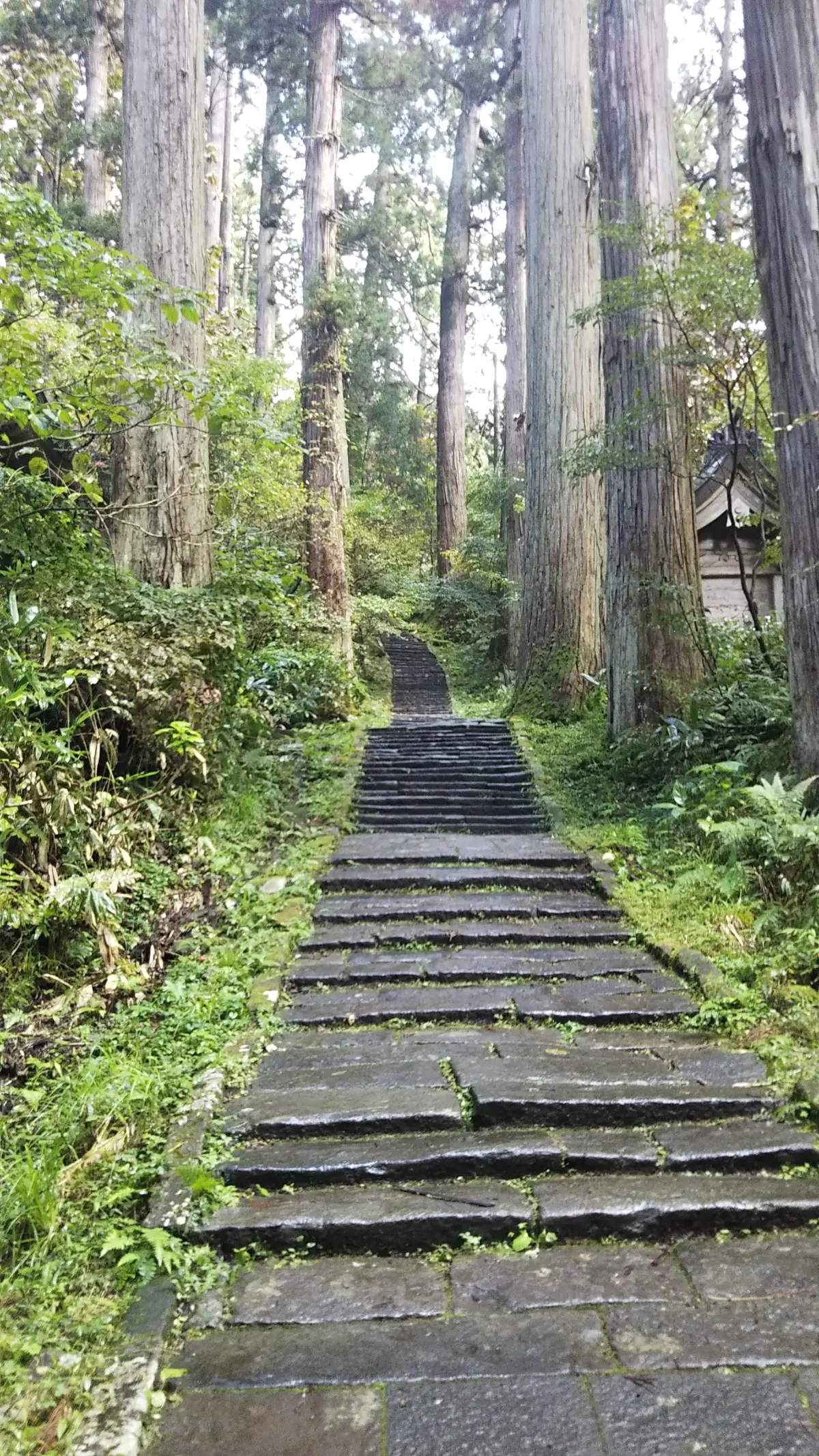 2,446段の石段と杉並木