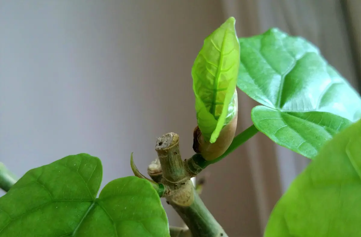 初夏のおしごとの画像_4