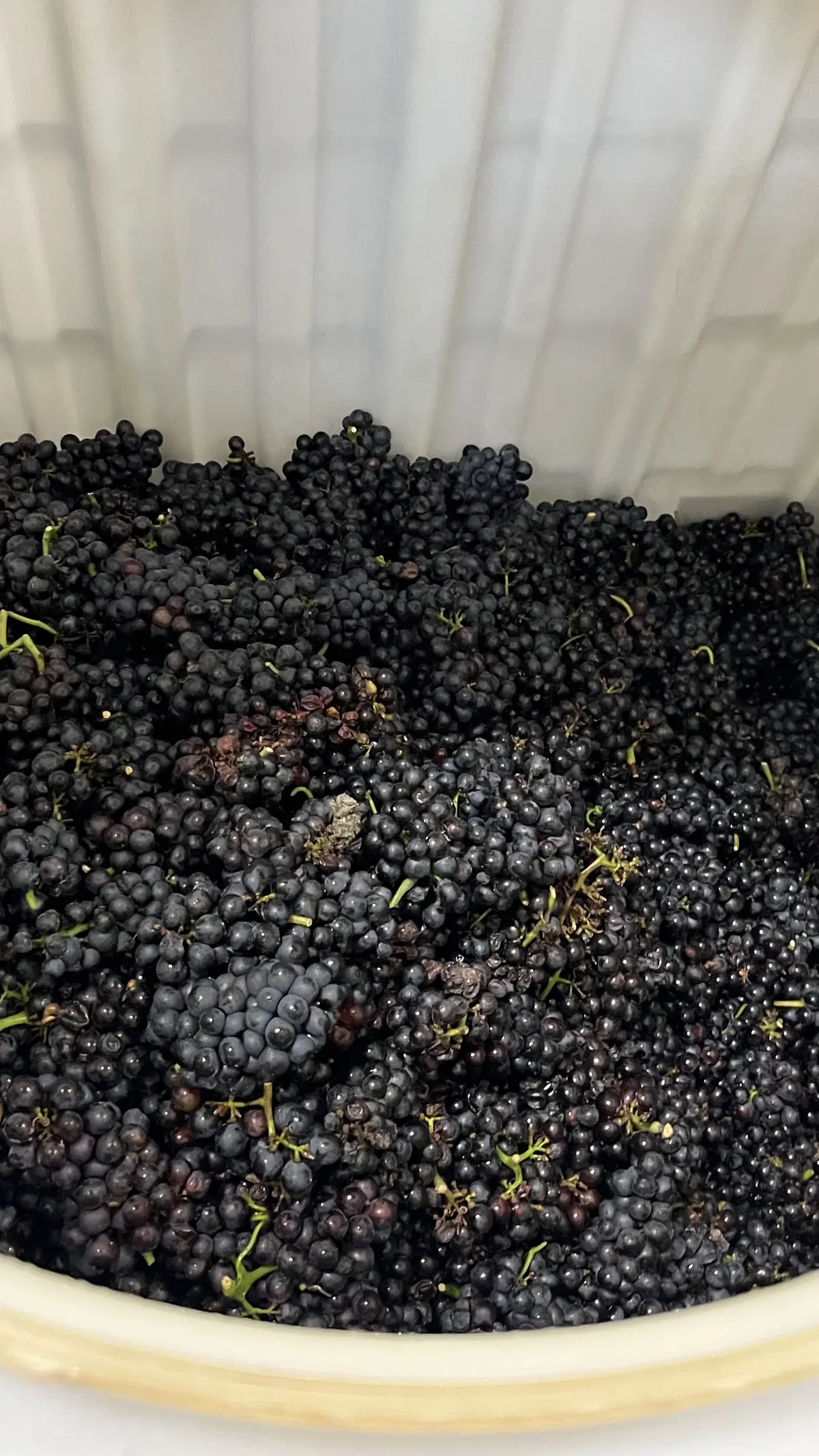 世界に誇る超人気ワイナリーでワイン用ぶどの画像_8