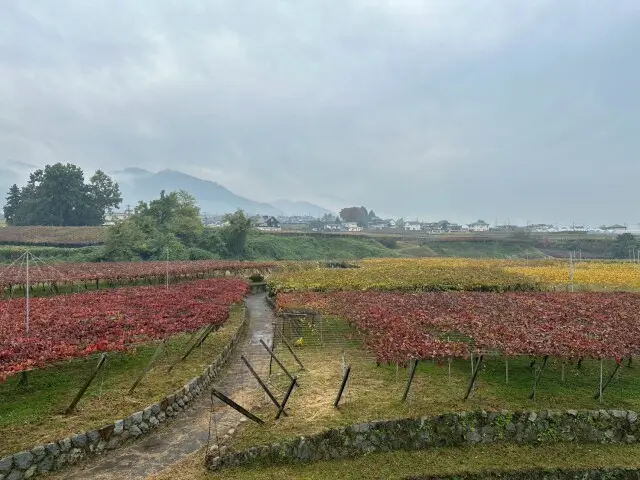 ワインツーリズム やまなし・秋 2025の画像_1