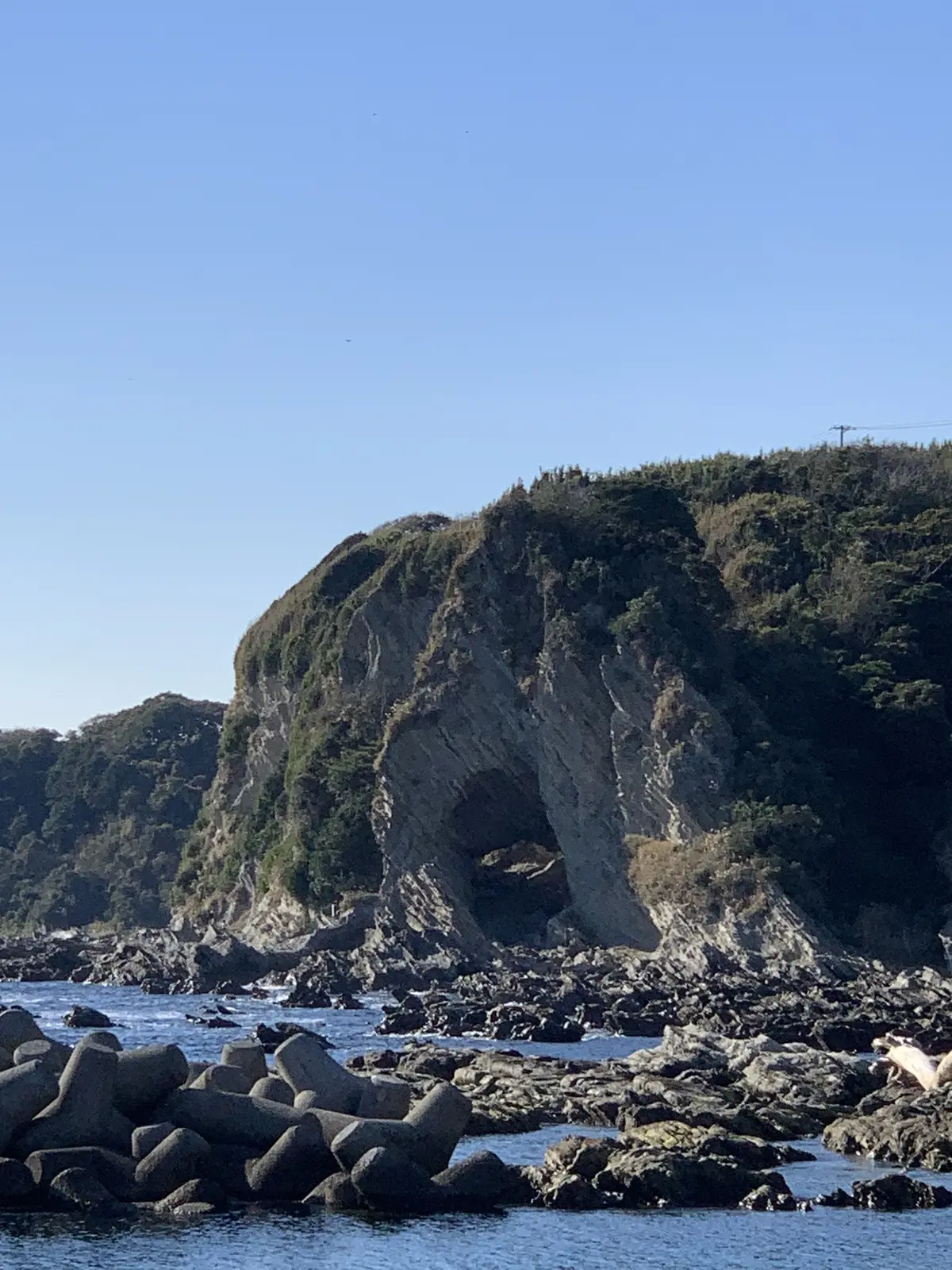 三崎　宮川港　マグロ