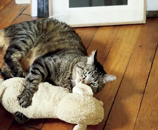 ぬいぐるみ好きで、現在の相棒はゴールデンレトリバー