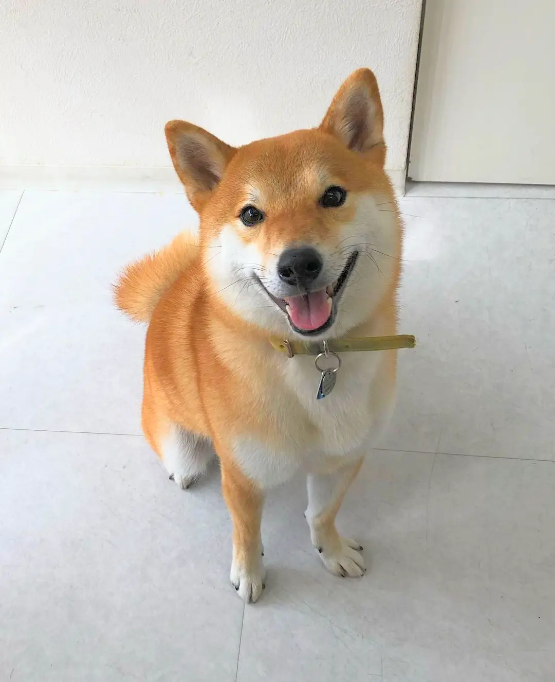 我が家のアイドルは柴犬です