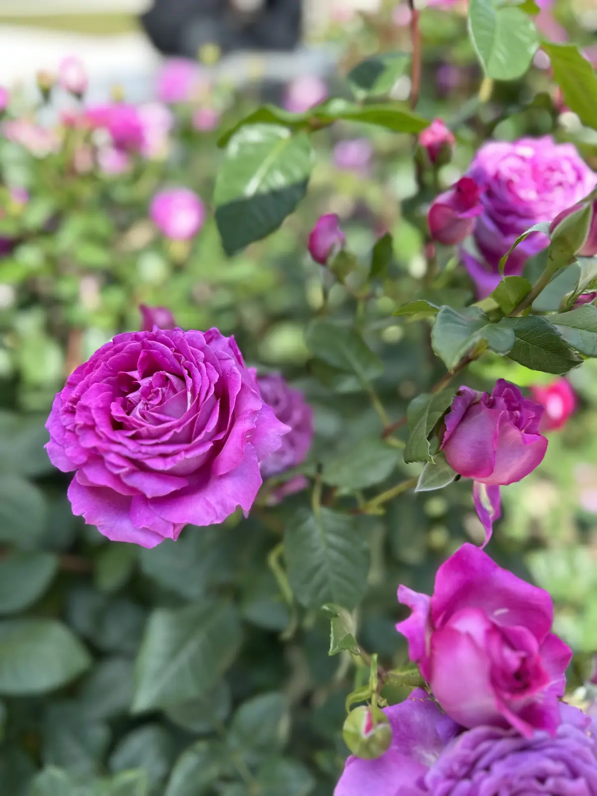 関東　関西のJマダム皆様と初めての画像_5