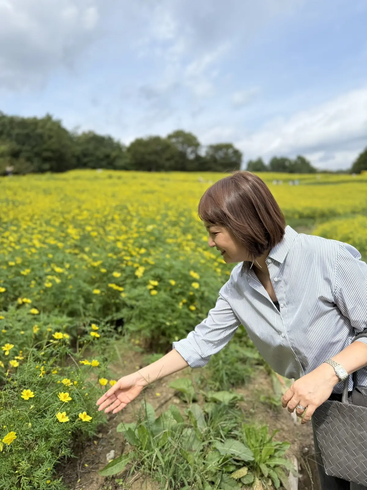 昭和記念公園　コスモス　花の丘　梅澤千佳子
