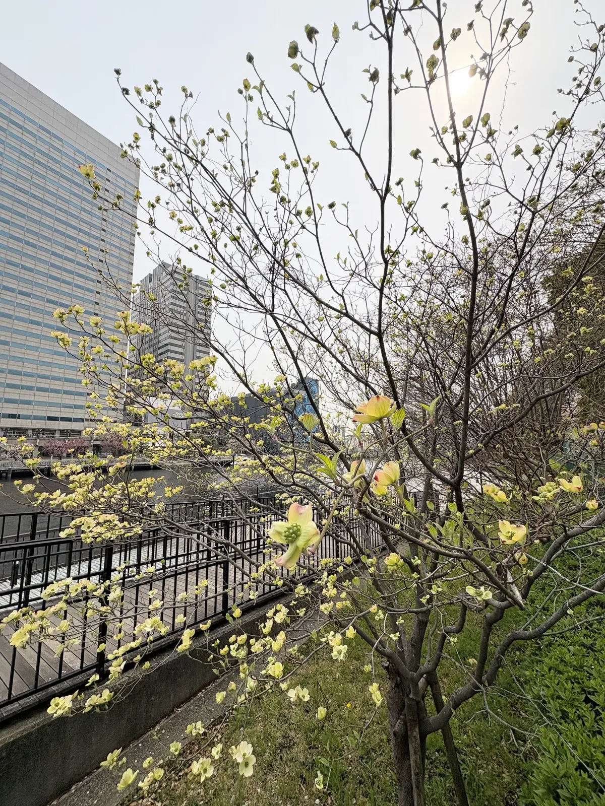 GUプチプラコーデで春ランチ@天王洲アイの画像_20