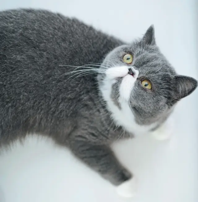 ふう　エキゾチック ショートヘア 1歳・♂