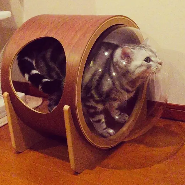 アラン、宇宙船に乗る⁉︎の画像_1