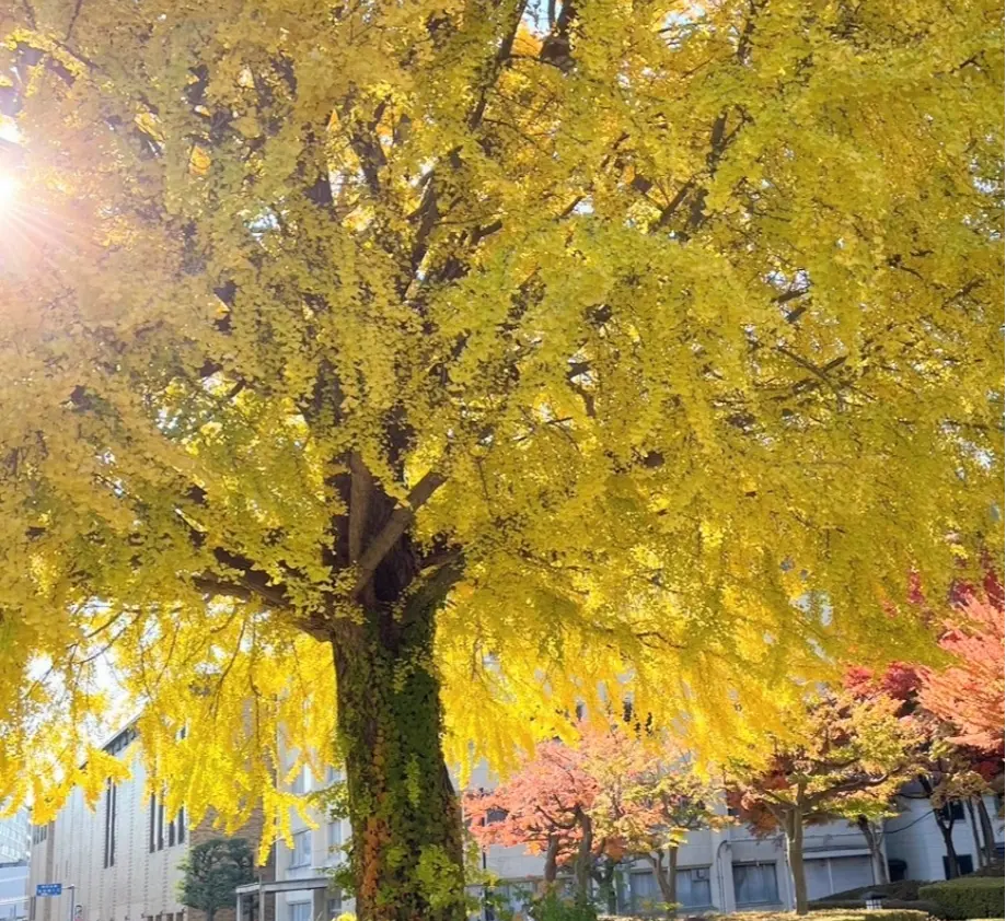 上の橋際のイチョウ