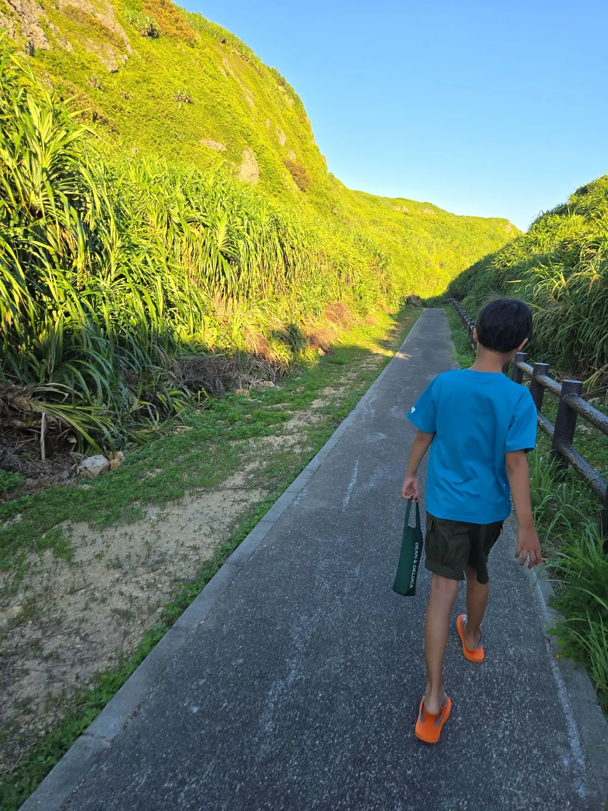 シンビジへの道
