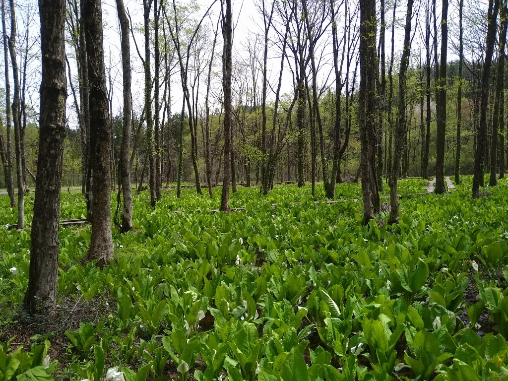 ミズバショウ群生