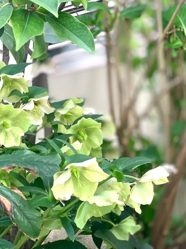 クリスマスローズ　花