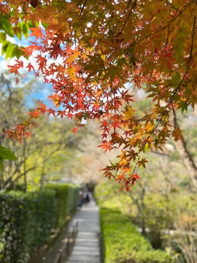 古都鎌倉〜紅葉2021♪の画像_16