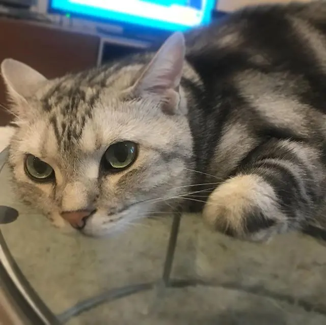 かえる寝スタイルの画像_2