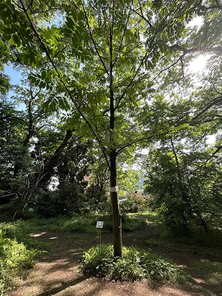 新緑の小石川植物園への画像_18