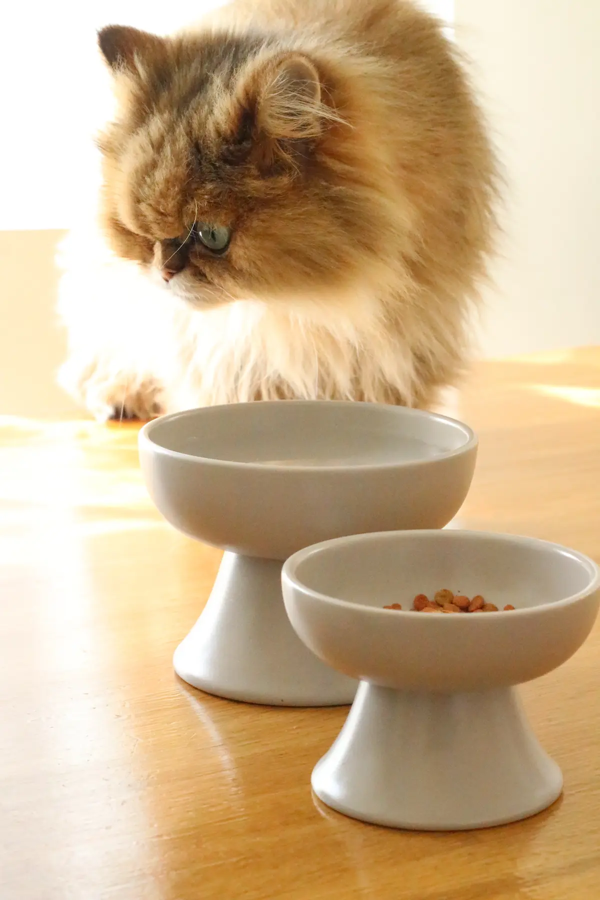 猫用食器　美濃焼