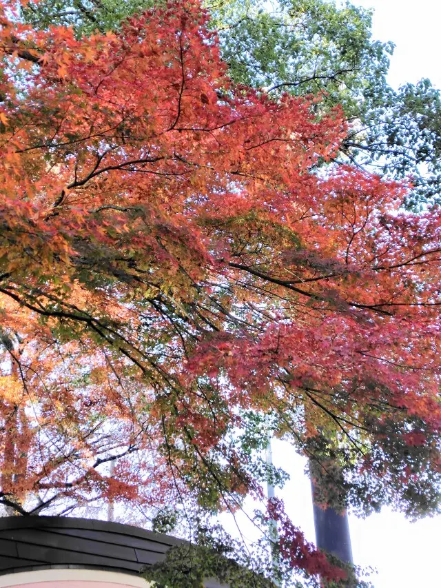 スカーフスタイルで紅葉の上野&老舗グルメの画像_3