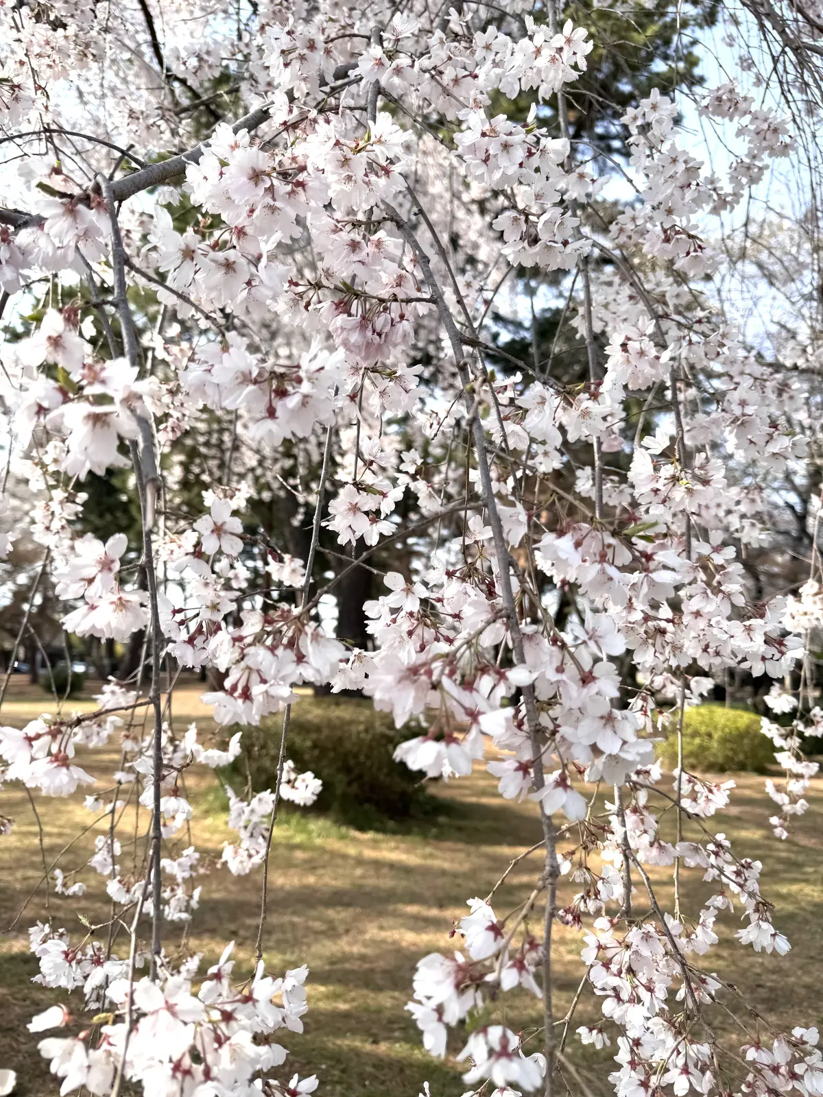 古民家カフェとしだれ桜で寛ぐ春の休日の画像_14