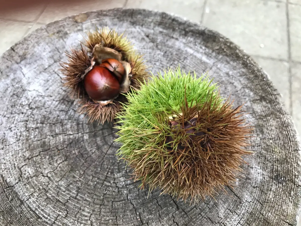 愛犬と箱根へ♪の画像_7