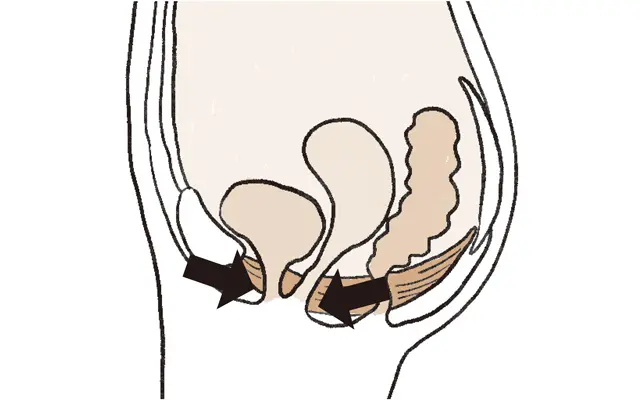 次に腟と尿道を締めてみる