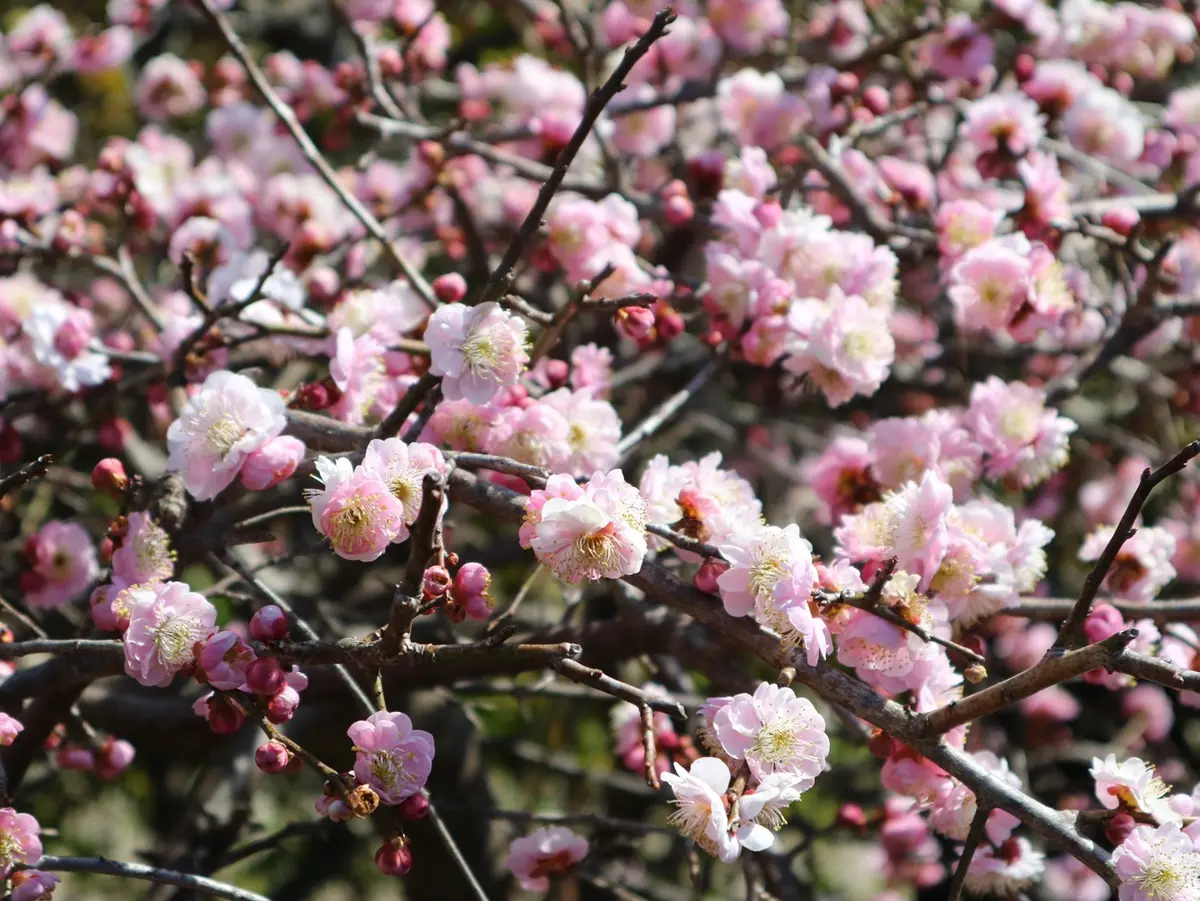 満開の梅の花