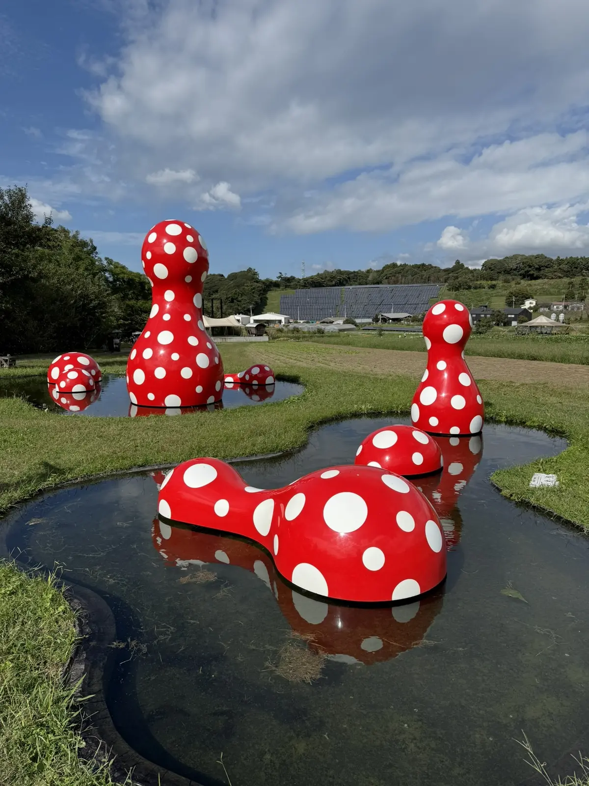 クルックフィールズ　草間彌生