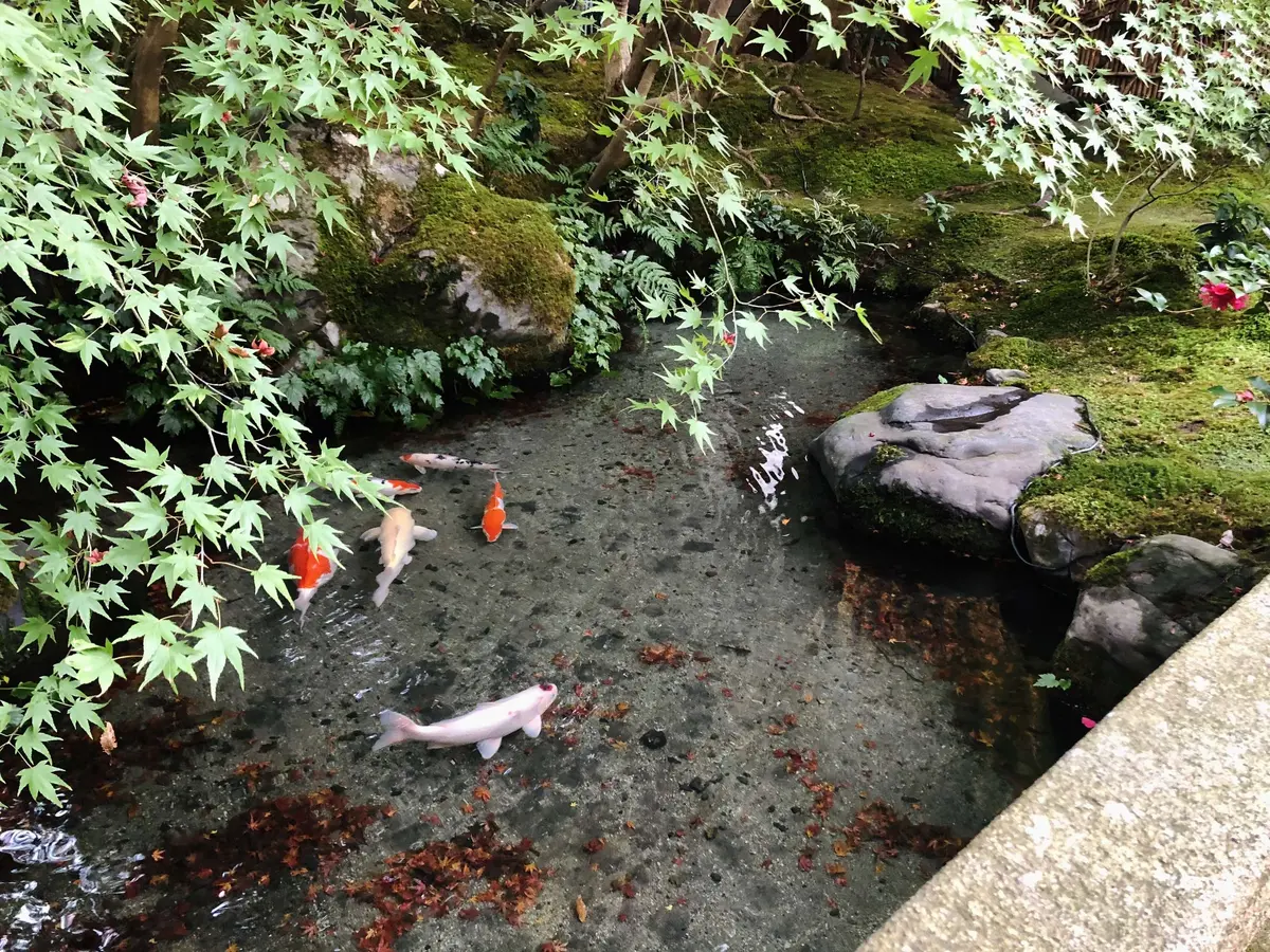 秋の景色を楽しむ♡京都の紅葉の画像_4