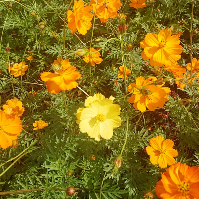 風車とコスモスとパープルスカートのコーデの画像_4