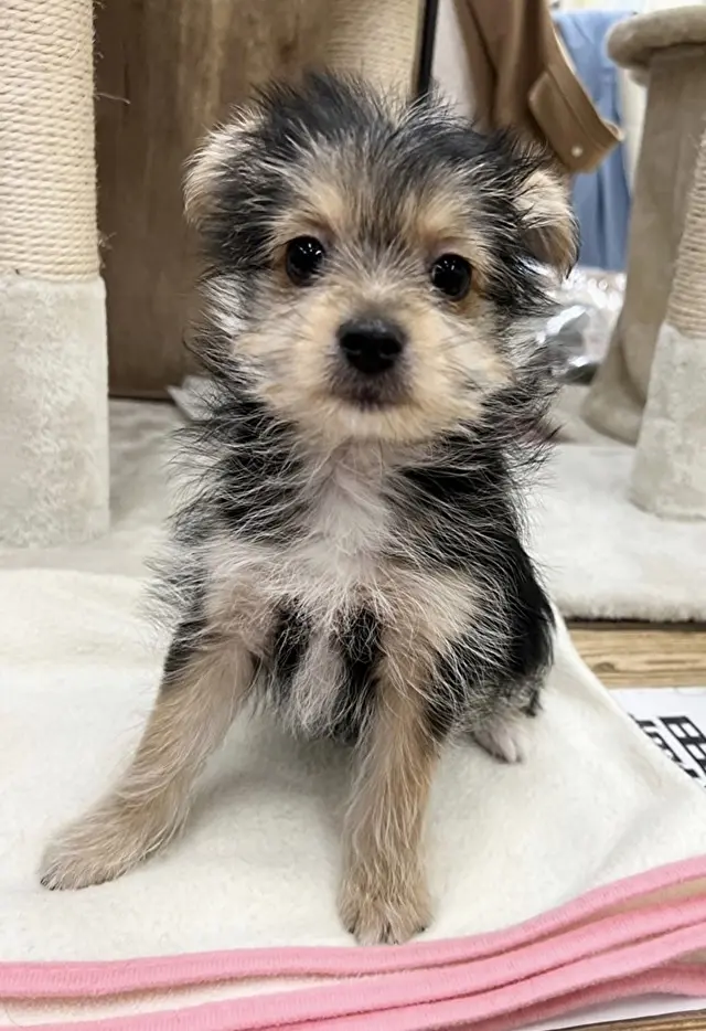 一年前のゾーイちゃん