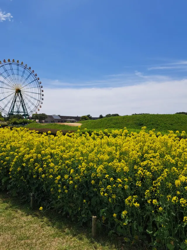 一度は見たい絶景～ひたち海浜公園のネモフの画像_11