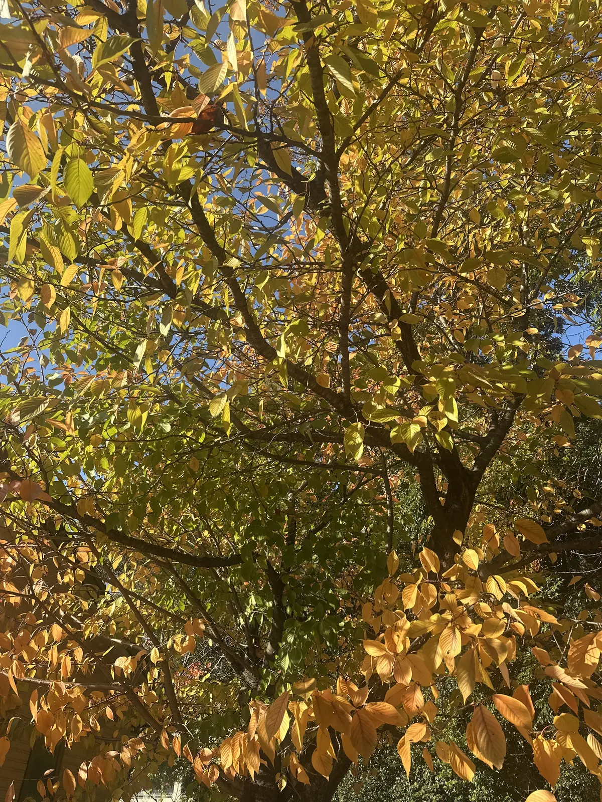 秋の好日、紅葉散る前に・・・。の画像_2