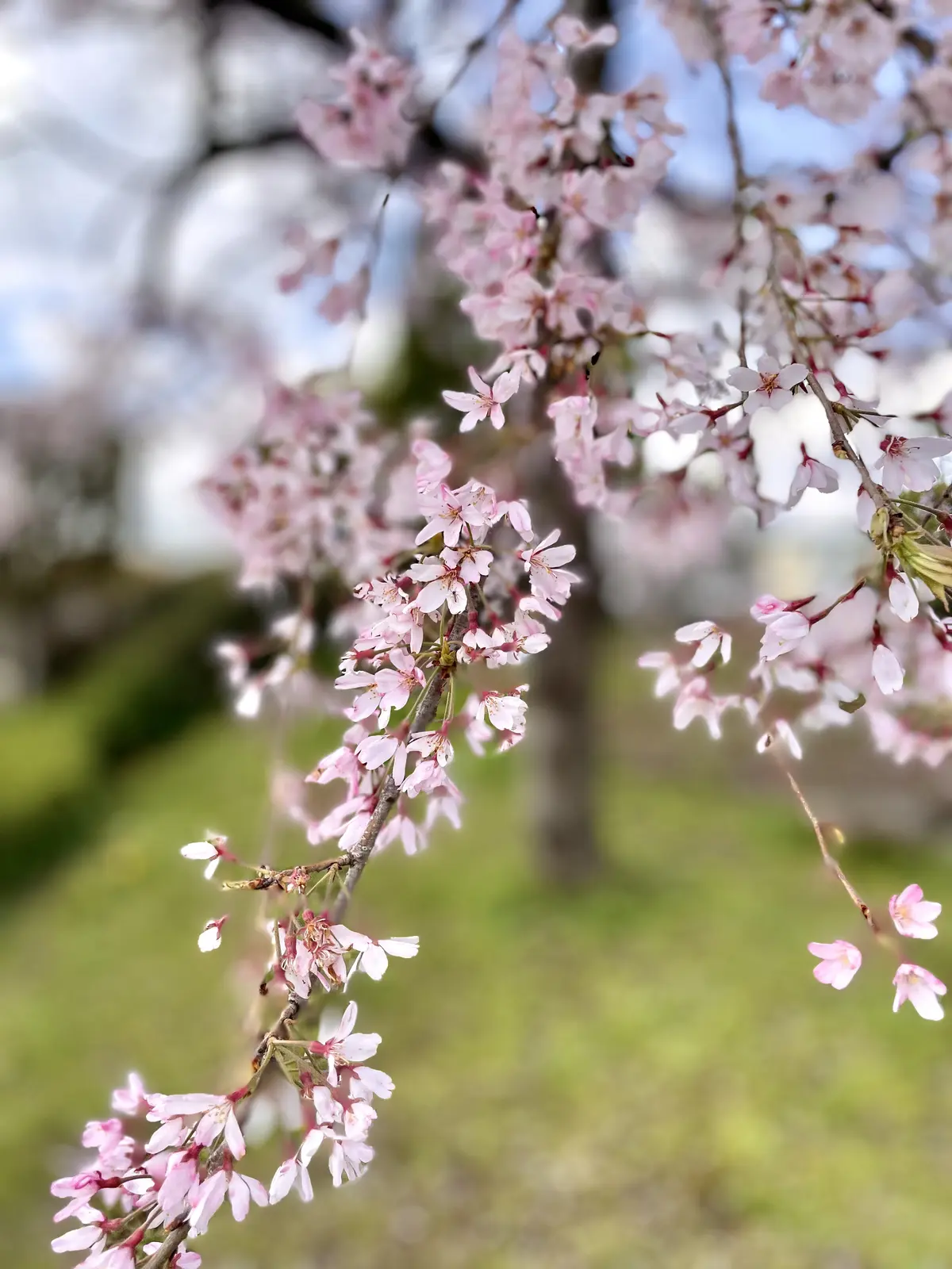 枝垂れ桜